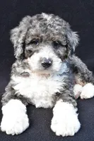 Kaden, a male Miniature Bernedoodle for sale in Dundee, OH – 5 of 7