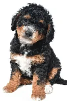Nick, a male Miniature Bernedoodle for sale in Dundee, OH – 2 of 5
