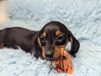 Bart, a male Miniature Dachshund for sale in Moreno Valley, CA – 3 of 6