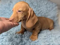 Roy, a male Miniature Dachshund for sale in Moreno Valley, CA – 5 of 7
