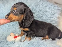 Buck, a male Miniature Dachshund for sale in Moreno Valley, CA – 6 of 6