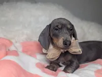 Tilly, a female Miniature Dachshund for sale in Moreno Valley, CA – 1 of 6