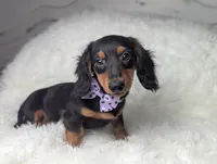 Buck, a male Miniature Dachshund for sale in Moreno Valley, CA – 2 of 6