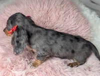 Sally, a female Miniature Dachshund for sale in Moreno Valley, CA – 8 of 8