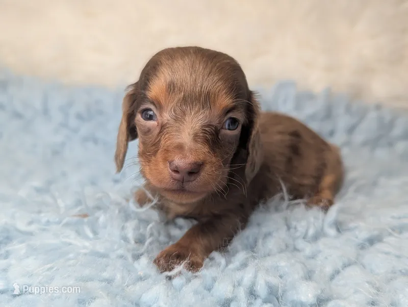Maverick  – Miniature Dachshund puppy for sale in Moreno Valley, CA