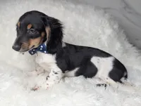 Leo, a male Miniature Dachshund for sale in Moreno Valley, CA – 6 of 6