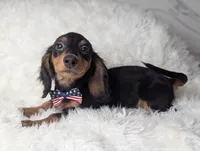 Thomas, a male Miniature Dachshund for sale in Moreno Valley, CA – 6 of 6