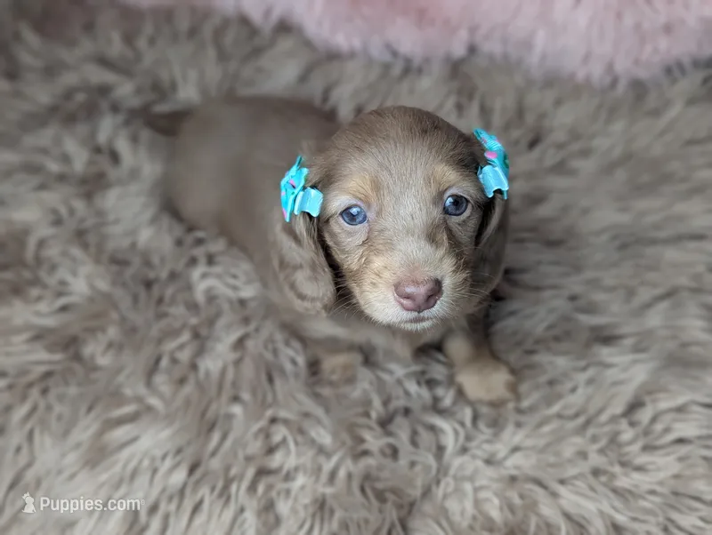 Sugar – Miniature Dachshund puppy for sale in Moreno Valley, CA