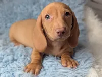 Roy, a male Miniature Dachshund for sale in Moreno Valley, CA – 7 of 7