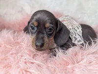 Tilly, a female Miniature Dachshund for sale in Moreno Valley, CA – Photo 7 of 8