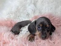 Tilly, a female Miniature Dachshund for sale in Moreno Valley, CA – Photo 4 of 8