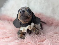 Tilly, a female Miniature Dachshund for sale in Moreno Valley, CA – Photo 2 of 8