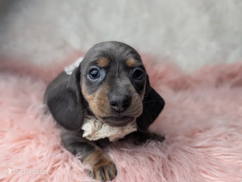Tilly – Miniature Dachshund puppy for sale in Moreno Valley, CA