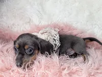 Tilly, a female Miniature Dachshund for sale in Moreno Valley, CA – Photo 8 of 8