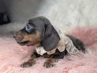 Tilly, a female Miniature Dachshund for sale in Moreno Valley, CA – Photo 5 of 8