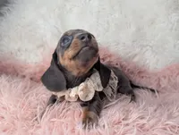 Tilly, a female Miniature Dachshund for sale in Moreno Valley, CA – Photo 3 of 8