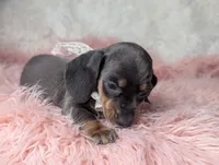 Tilly, a female Miniature Dachshund for sale in Moreno Valley, CA – Photo 6 of 8