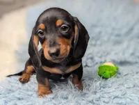 Ronnie, a male Miniature Dachshund for sale in Moreno Valley, CA – 4 of 6