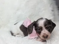 Poppy, a female Miniature Dachshund for sale in Moreno Valley, CA – 6 of 6