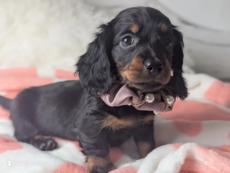 Marla – Miniature Dachshund puppy for sale in Moreno Valley, CA