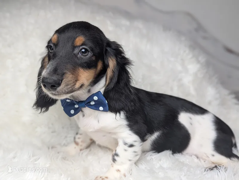 Leo – Miniature Dachshund puppy for sale in Moreno Valley, CA