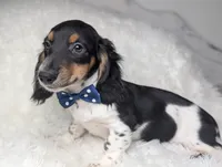 Leo, a male Miniature Dachshund for sale in Moreno Valley, CA – 1 of 6