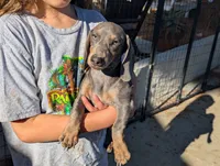Tilly, a female Miniature Dachshund for sale in Moreno Valley, CA – 10 of 10