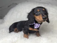 Buck, a male Miniature Dachshund for sale in Moreno Valley, CA – 6 of 6