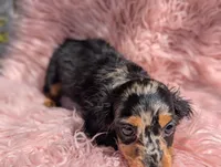 Frannie, a female Miniature Dachshund for sale in Moreno Valley, CA – 5 of 8
