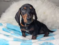 Franky, a male Miniature Dachshund for sale in Moreno Valley, CA – 3 of 6