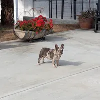 Raider, a male French Bulldog for sale in Moreno Valley, CA – Photo 7 of 7