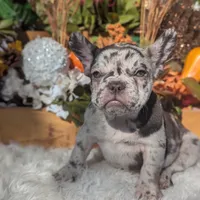 Raider, a male French Bulldog for sale in Moreno Valley, CA – Photo 3 of 7