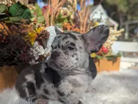 processed/ad13353f-d44a-4178-b849-f7d7dc49b06c/listing/105efd4e-7194-4da8-b9b0-9983116bcde2/0e368a63-146a-418b-a498-d0e2ff1b5855