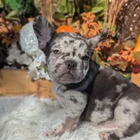Raider, a male French Bulldog for sale in Moreno Valley, CA – Photo 4 of 7