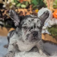 Raider, a male French Bulldog for sale in Moreno Valley, CA – Photo 5 of 7