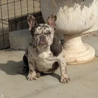 Raider, a male French Bulldog for sale in Moreno Valley, CA – Photo 1 of 7