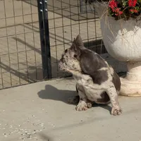 Raider, a male French Bulldog for sale in Moreno Valley, CA – Photo 2 of 7