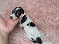 Claire, a female Miniature Dachshund for sale in Moreno Valley, CA – 5 of 6