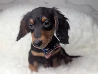 Thomas, a male Miniature Dachshund for sale in Moreno Valley, CA – 3 of 6