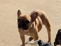 Pancake, a female French Bulldog for sale in Moreno Valley, CA – 6 of 6