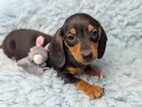 Sherman, a male Miniature Dachshund for sale in Moreno Valley, CA – 3 of 6