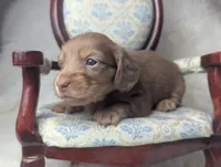 Sugar, a female Miniature Dachshund for sale in Moreno Valley, CA – 2 of 7