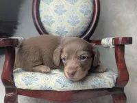 Sugar, a female Miniature Dachshund for sale in Moreno Valley, CA – 5 of 7