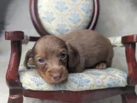 Nelson, a male Miniature Dachshund for sale in Moreno Valley, CA – 6 of 6