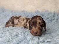 George, a male Miniature Dachshund for sale in Moreno Valley, CA – 2 of 6