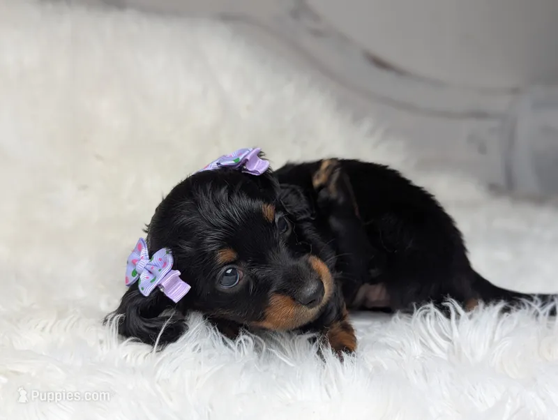 Marla – Miniature Dachshund puppy for sale in Moreno Valley, CA