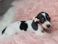 Claire, a female Miniature Dachshund for sale in Moreno Valley, CA – 4 of 6