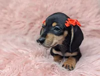 Lilly, a female Miniature Dachshund for sale in Moreno Valley, CA – 7 of 7