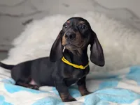 Mikey, a male Miniature Dachshund for sale in Moreno Valley, CA – 2 of 6