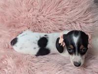 Claire, a female Miniature Dachshund for sale in Moreno Valley, CA – 6 of 6